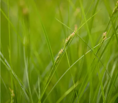 Carex brunnea