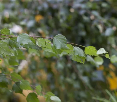 Betula pendula