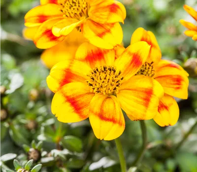 Bidens ferulifolia 'BeeDance'®