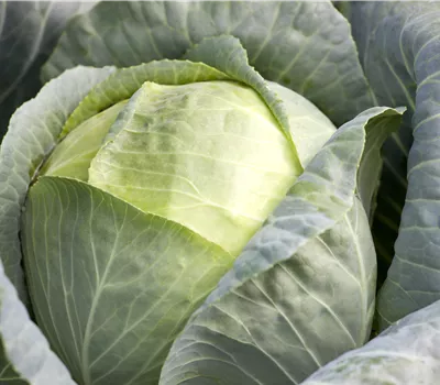 Brassica oleracea var. capitata f. alba