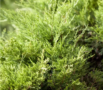 Juniperus x pfitzeriana 'Mint Julep'