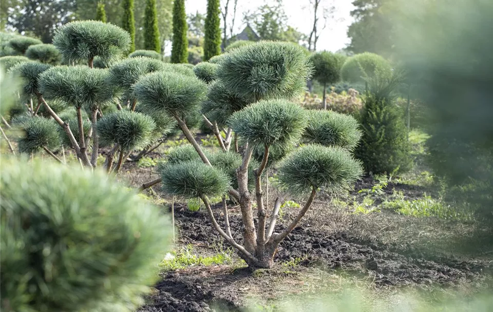 Pinus sylvestris 'Watereri', Pompon (GS642515.jpg)