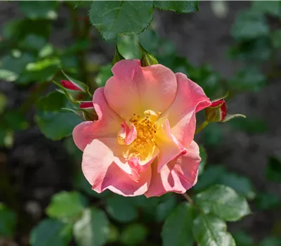 Kleinstrauchrose