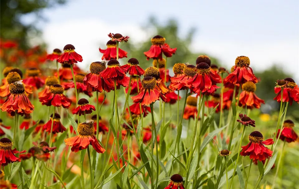 Helenium autumnale, rot (GS499281.jpg)