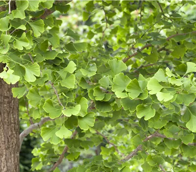 Ginkgo biloba