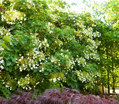 Hydrangea petiolaris