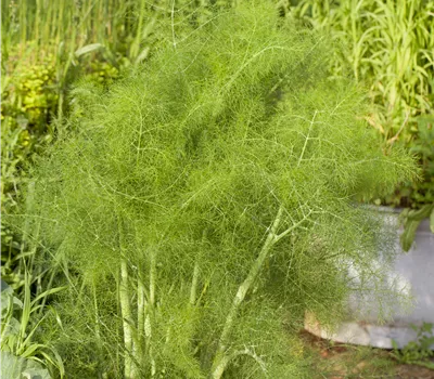 Foeniculum vulgare