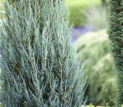 Juniperus virginiana 'Blue Arrow'