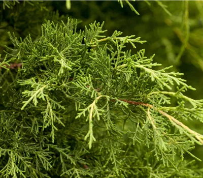 Juniperus x pfitzeriana