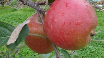 apfelsorte-braeburn-pic1-frucht-am-baum.jpg