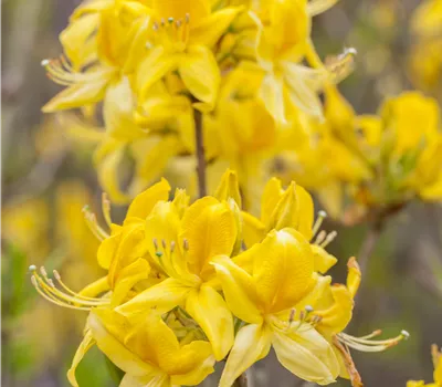 Rhododendron luteum