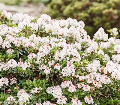 Rhododendron micranthum 'Bloombux'®