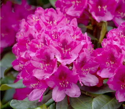 Rhododendron 'Nova Zembla'