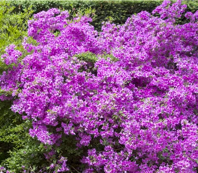 Rhododendron obtusum