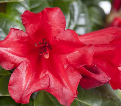 Rhododendron repens 'Scarlet Wonder'