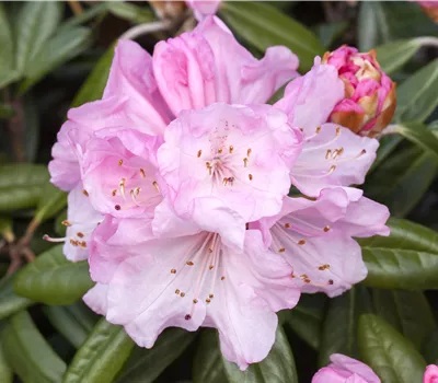 Rhododendron yakushimanum