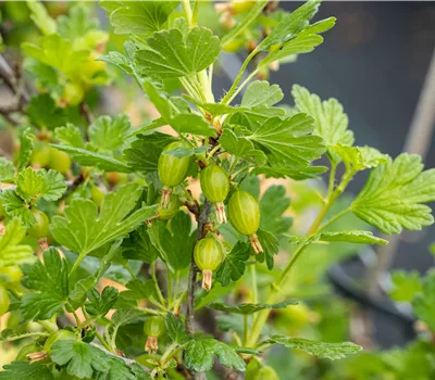 Ribes uva-crispa 'Hinnonmäki'