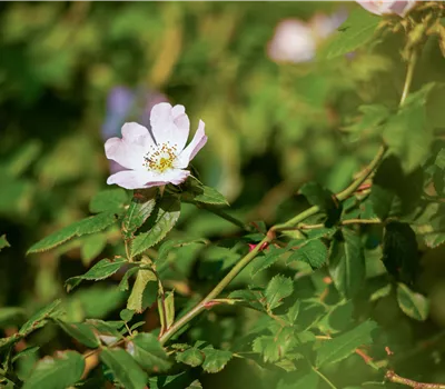 Rosa canina