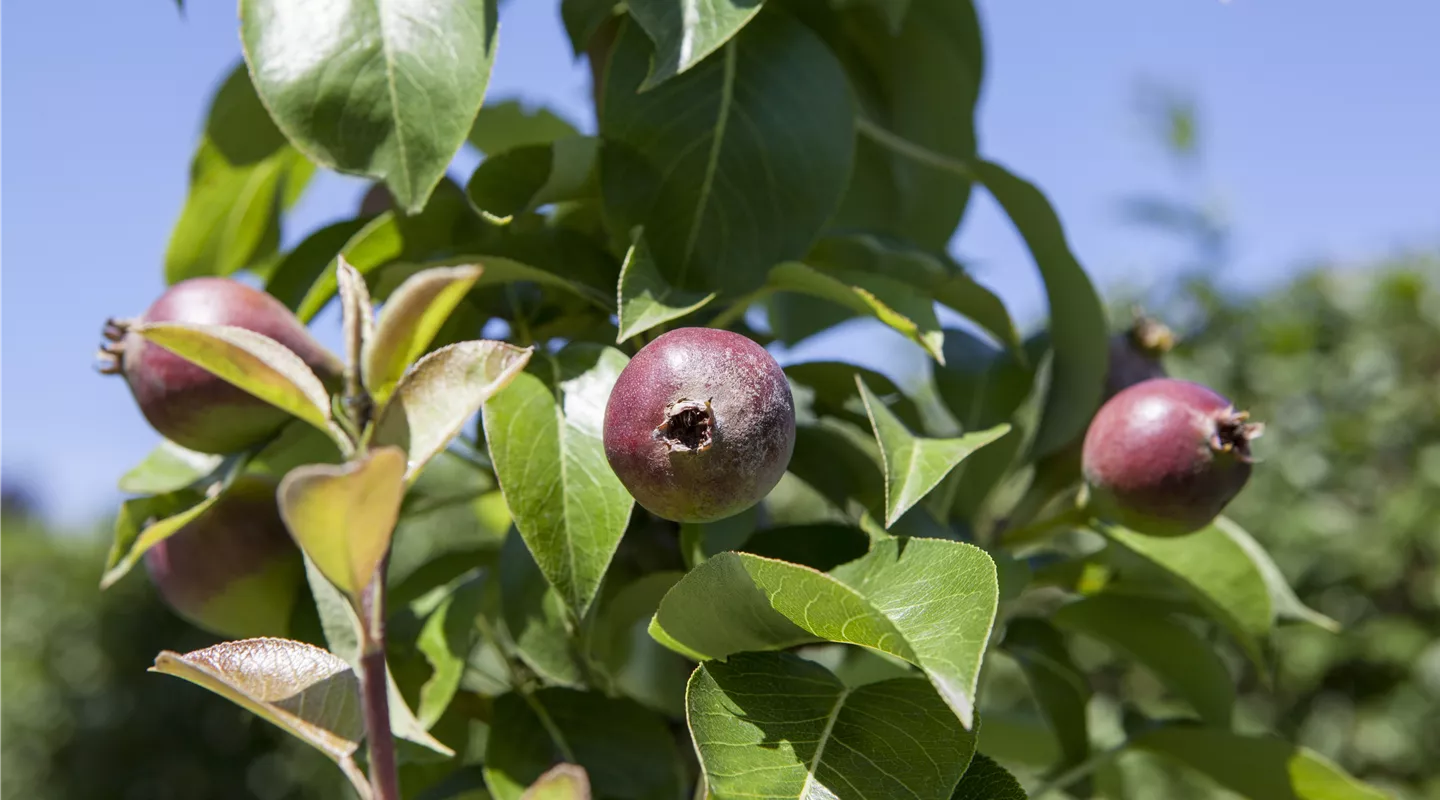 Pyrus communis 'Condora' (GS409985.jpg)