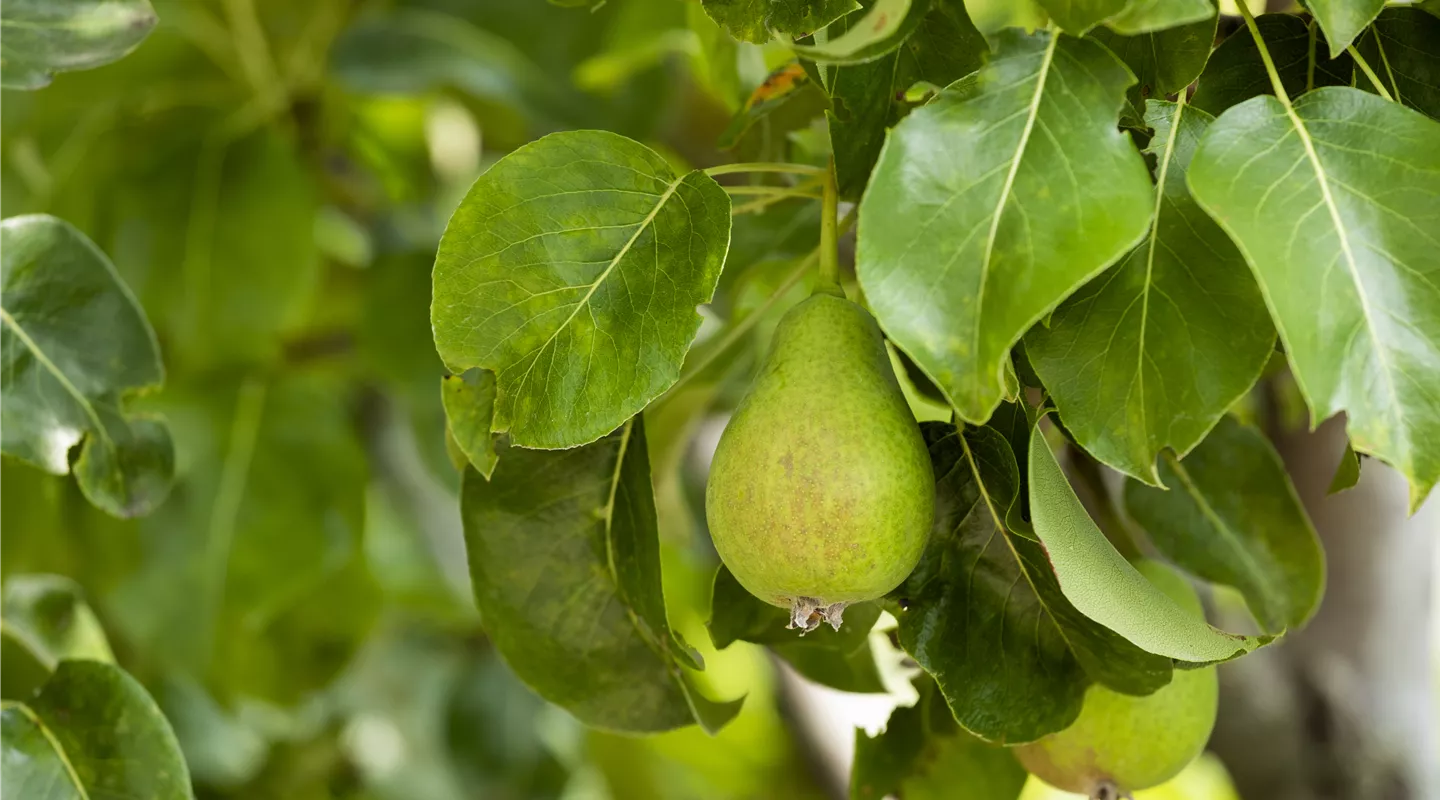 Pyrus communis (GS588980.jpg)