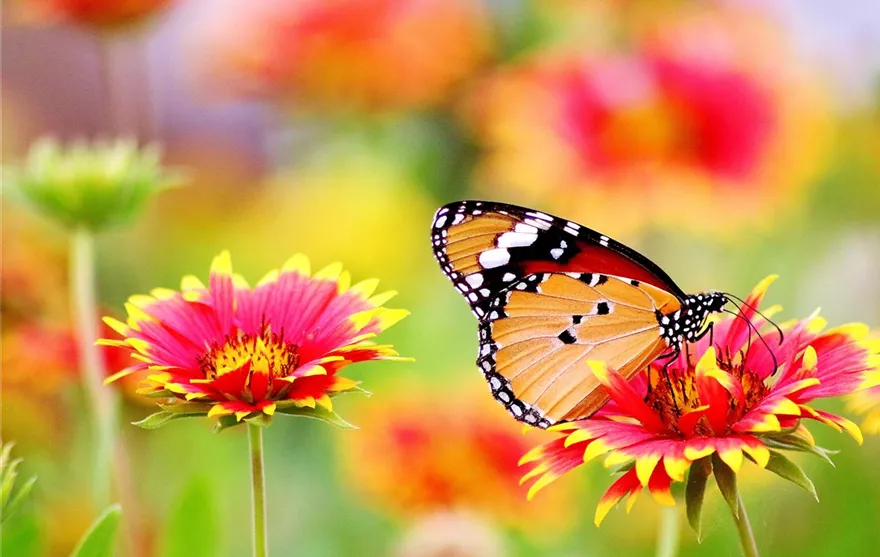 Schmetterling Frühling rot gelb-462118.jpg