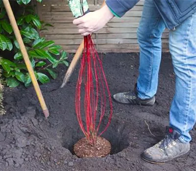 Hartriegel - Einpflanzen im Garten